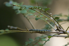 Uresiphita maorialis