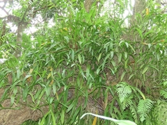 Liparis condylobulbon