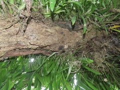 Liparis condylobulbon