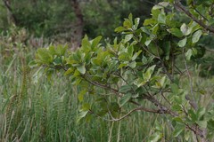 Ficus sur