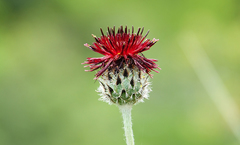 Centaurea grbavacensis