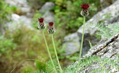 Centaurea grbavacensis
