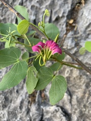 Bauhinia macranthera