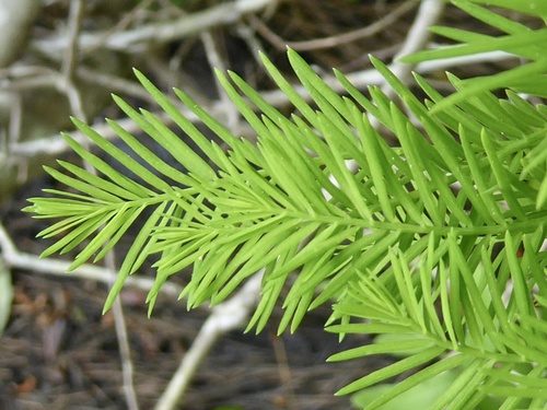 Taxodium distichum