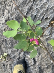 Bauhinia macranthera