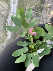 Bauhinia macranthera