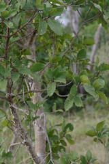 Ficus sur