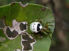 Bijoaraneus legonensis