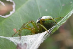 Bijoaraneus legonensis