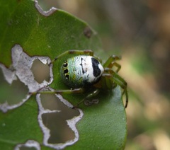 Bijoaraneus legonensis