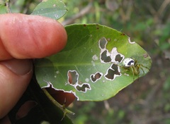 Bijoaraneus legonensis