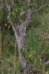 Ficus sur