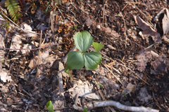 Trillium erectum