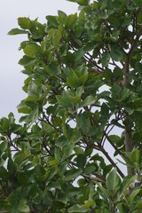 Ficus sur