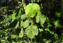 Macaranga gigantea
