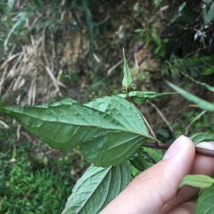 Eupatorium chinense tozanense