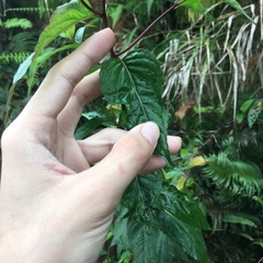 Eupatorium chinense tozanense