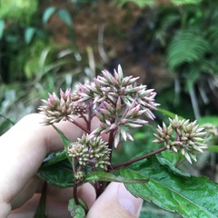 Eupatorium chinense tozanense