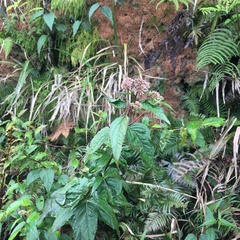 Eupatorium chinense tozanense