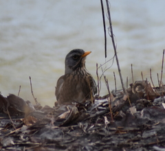 Turdus pilaris
