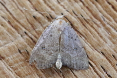 Tolpiodes oligolasia