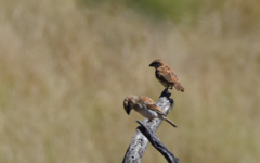 Passer motitensis