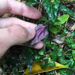 Scutellaria taiwanensis