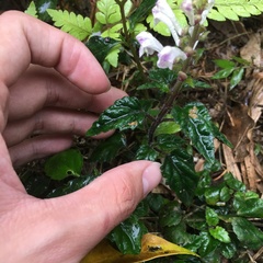 Scutellaria taiwanensis