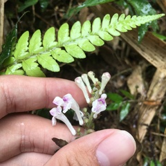 Scutellaria taiwanensis