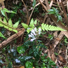 Scutellaria taiwanensis