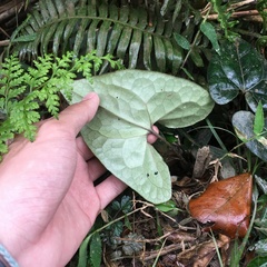 Asarum albomaculatum