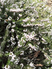 Erica carnea