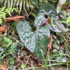 Asarum albomaculatum