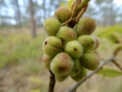 Andricus quercusformosus
