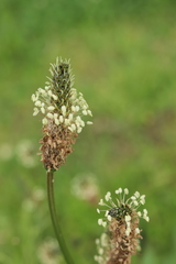 Plantago lanceolata