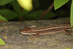 Takydromus tachydromoides
