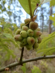 Andricus quercusformosus