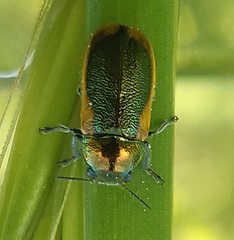 Smaragdina scutellaris