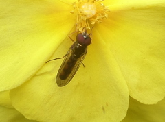 Meliscaeva auricollis