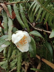 Camellia cuspidata