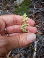 Holothrix schlechteriana