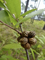 Andricus quercusformosus