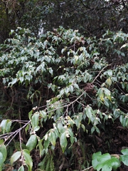 Camellia cuspidata