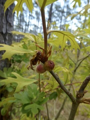 Andricus quercusformosus