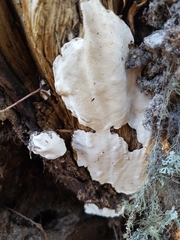 Heterobasidion parviporum