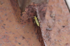 Demonax notabilis
