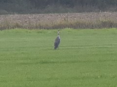 Ardea cinerea
