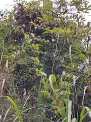 Smilax glabra