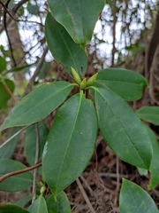 Rhododendron latoucheae