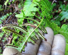 Blechnum australe